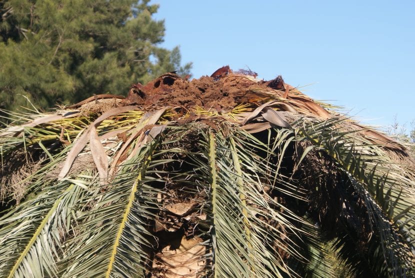 Skader forårsaket av den røde palmevevilen på Kanariøyens palme
