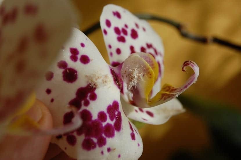Hovedarter av melkefugler som angriper orkideer
