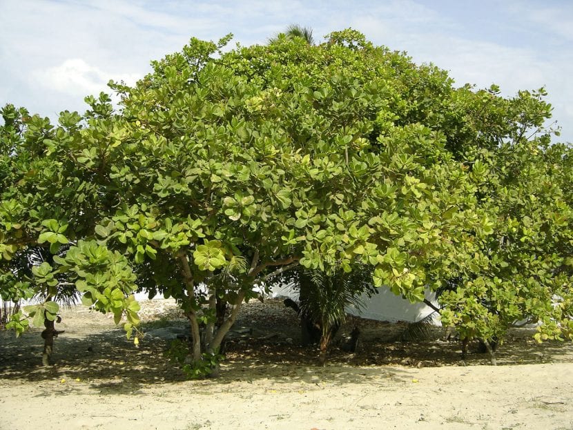 Utsikt over cashew-treet