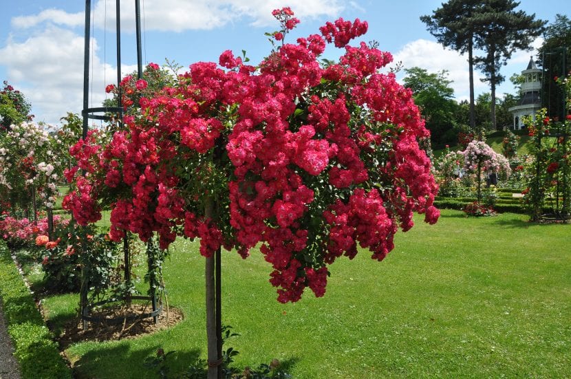 Sevillian rose plante