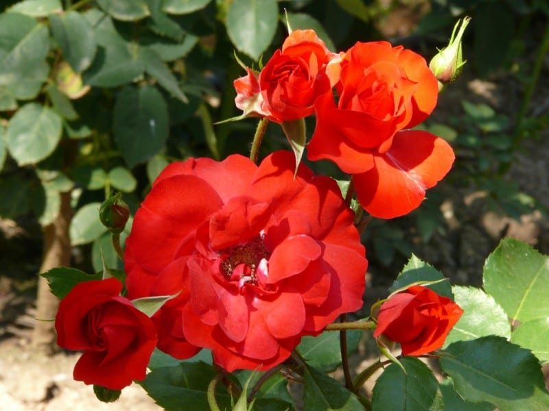Sevillian rose blomst