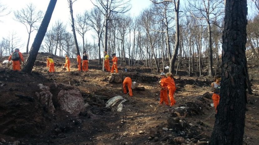 Frivillige som hjelper til med skogplantingsoppgaver