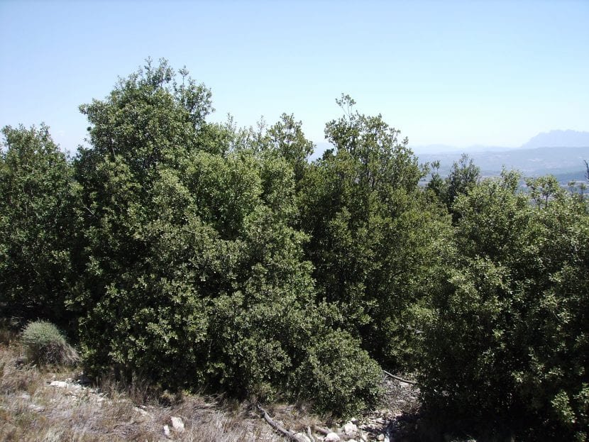 Quercus rotundifolia, er det vitenskapelige navnet på et eviggrønt tre