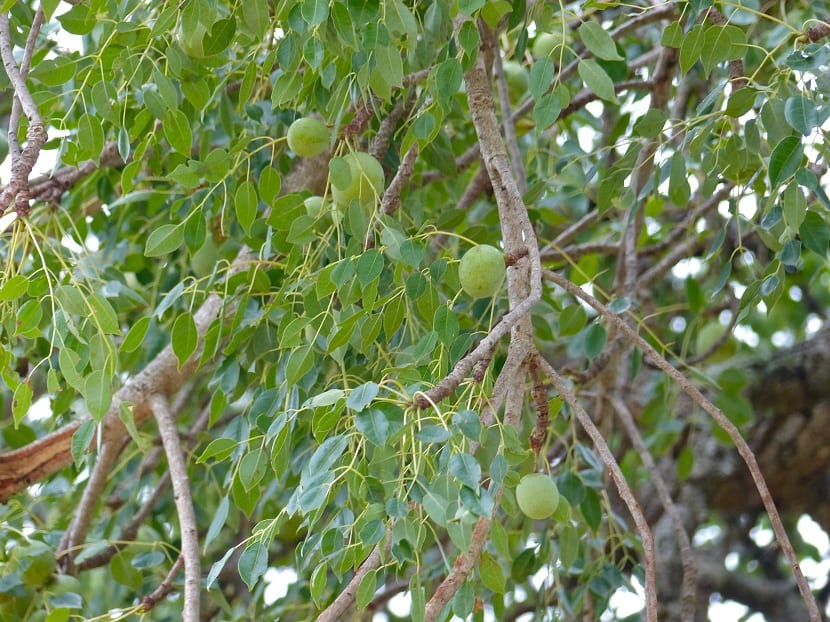 Frukt av Sclerocarya birrea