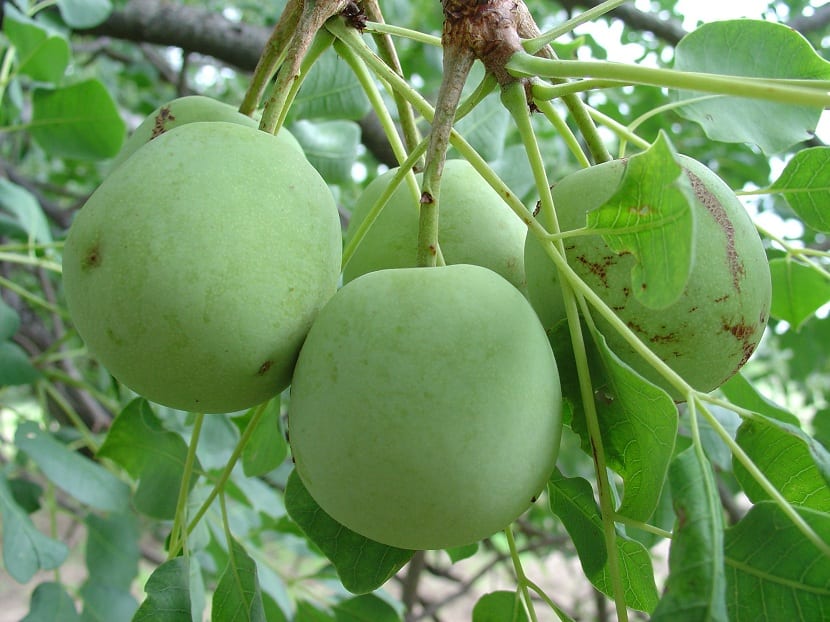 Kjennetegn ved fruktene av marulaen
