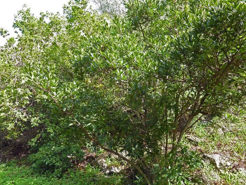 Utsikt over Myrica faya bush
