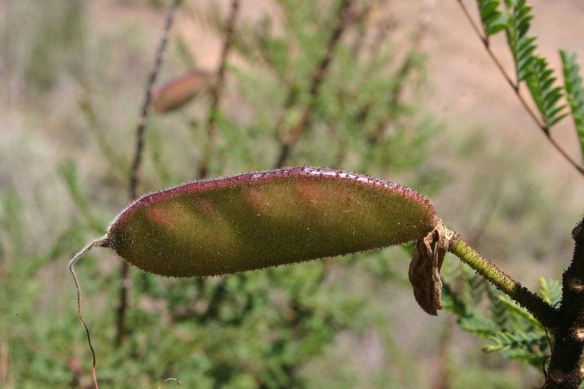 Utsikt over frukten av Caesalpinia gilliesii