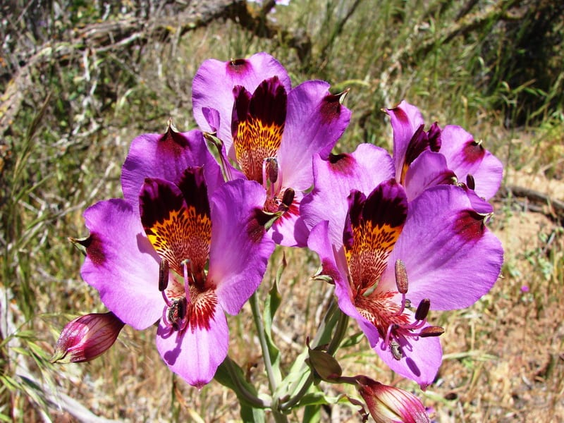 Alstroemeria magnifica er vakker, med en veldig dekorativ lilla farge.