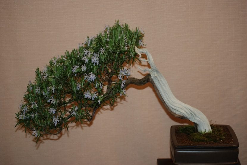 Rosemary bonsai