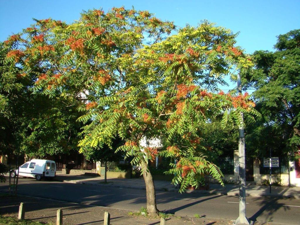 Utsikt over Ailanthus altissima-treet