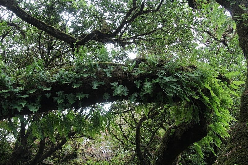 Laurel forest er en type subtropisk skog