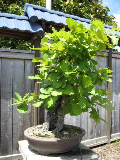 Quercus dentata bonsai
