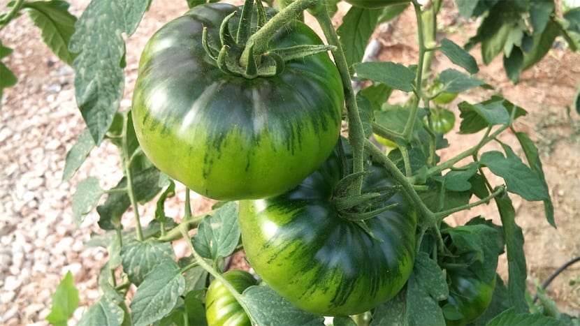 Raf-tomat kan dyrkes enten utendørs, eller hvis vi foretrekker det, kan vi dyrke den i et drivhus.