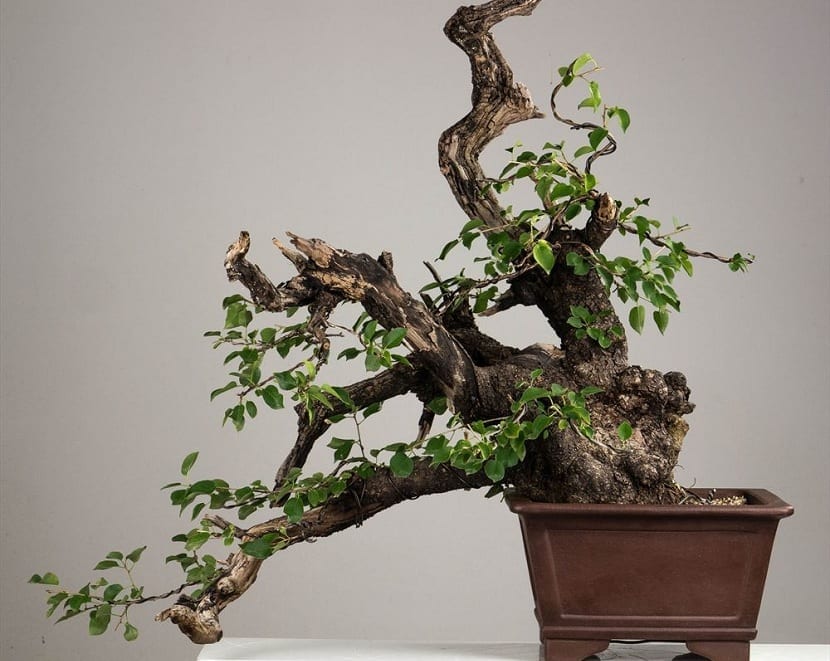 Prunus mahaleb bonsai