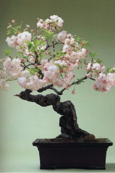 Japansk kirsebærbonsai eller Prunus serrulata