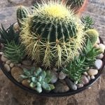 Kaktushage