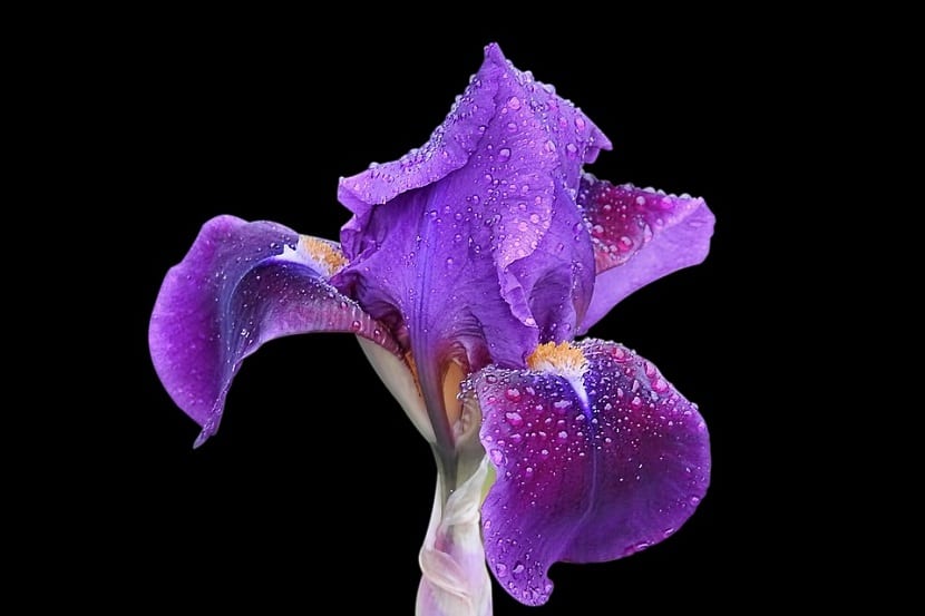 Irisblomsten forveksles ofte med orkideer