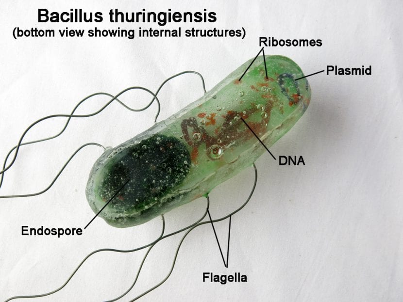 Bilde av Bacillus thuringiensis