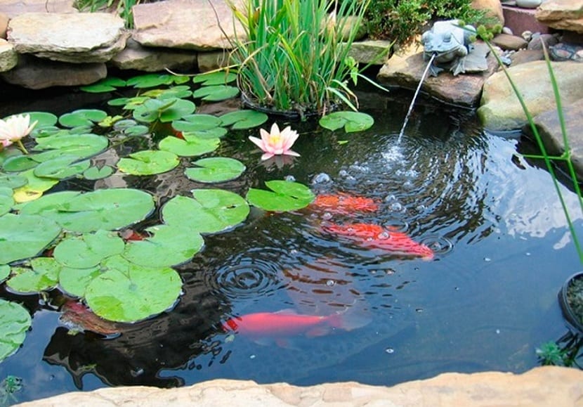 Det er nødvendig å informere om hvilken fisk og hvilke planter som er best for dammen