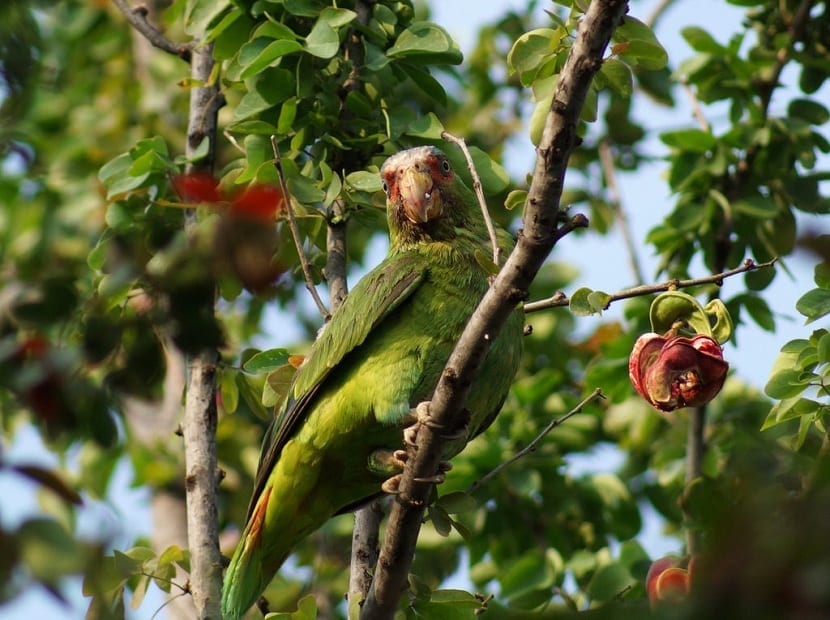 fugler som spiser guamuchiles