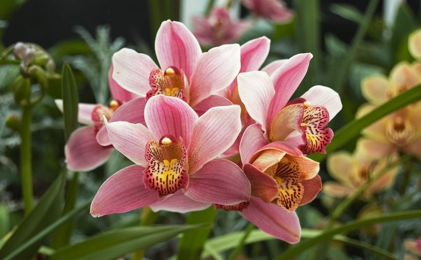 Cymbidium orkide i blomst