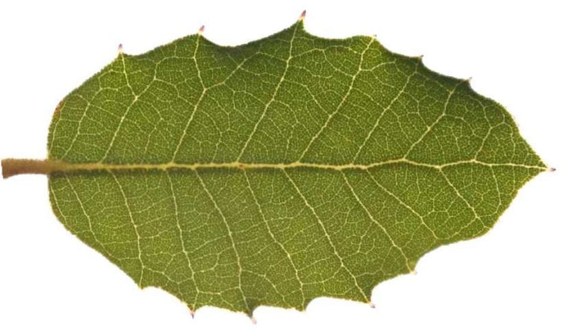 Quercus ilex Rotundifolia-blad