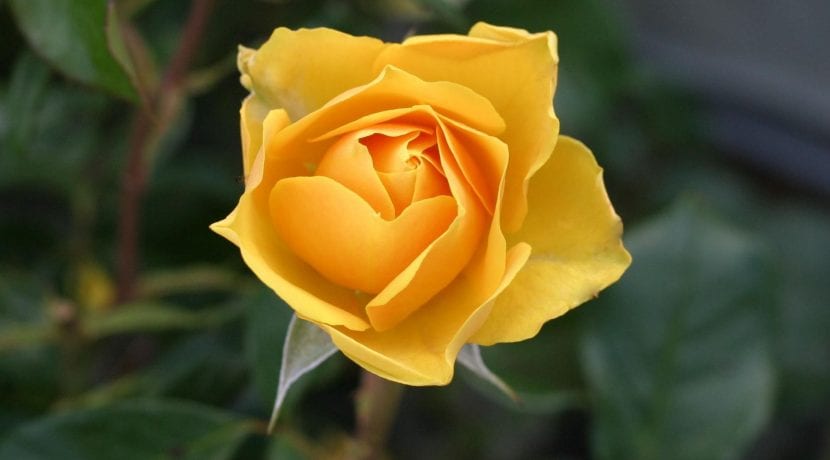 Gul rosebusk, en veldig motstandsdyktig plante