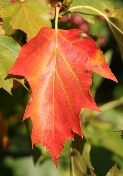 Sorbus torminalis blir rød om høsten