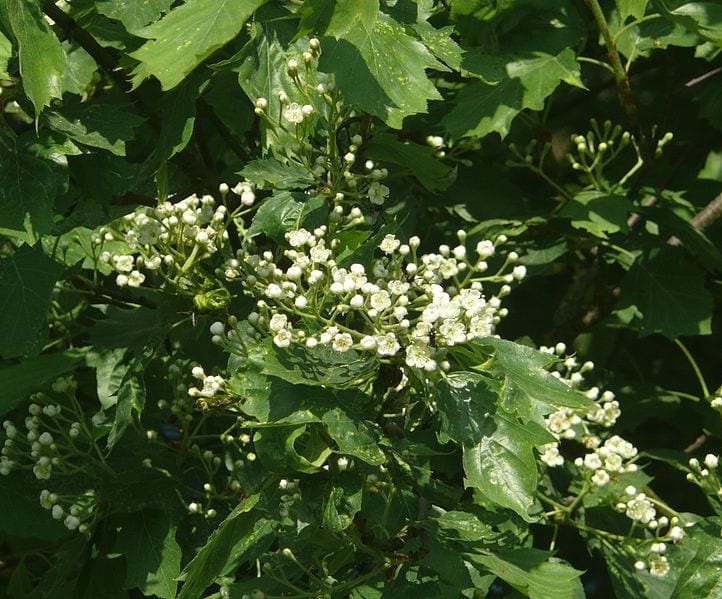 Sorbus torminalis blomster er hvite