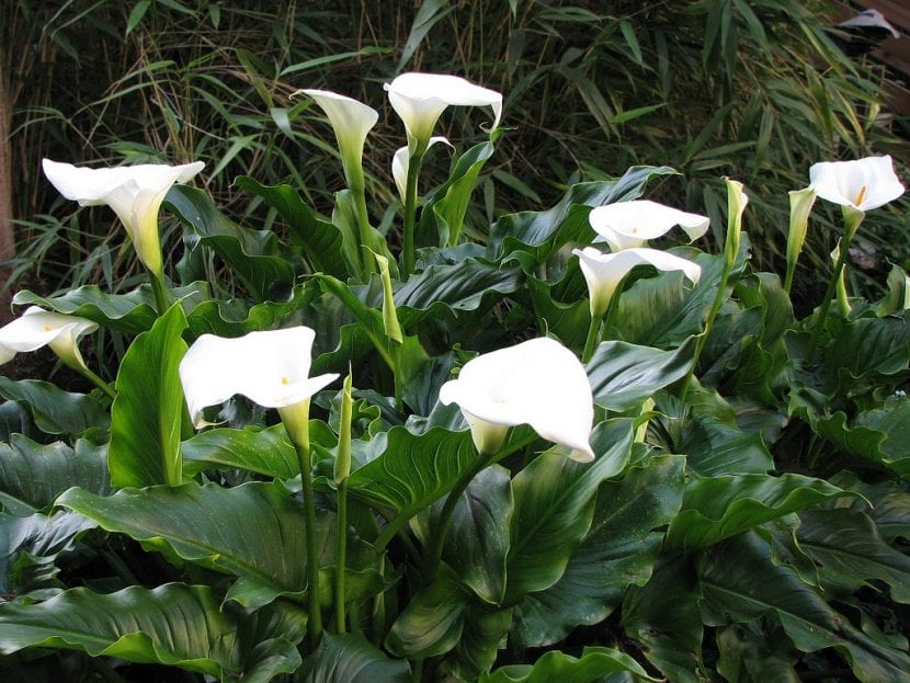Callas, noen skyggekjære planter