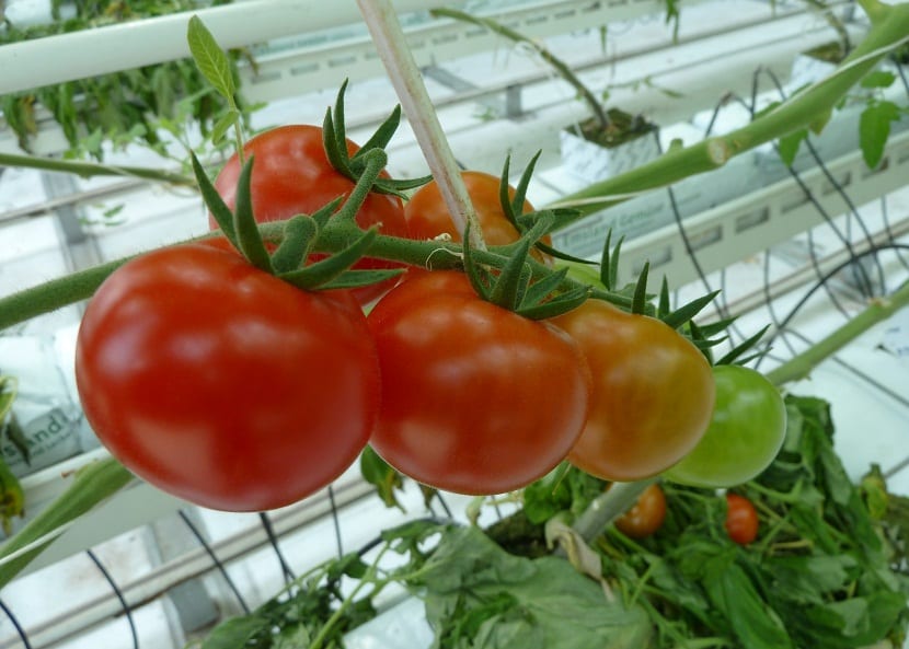skadedyr og sykdommer i tomat
