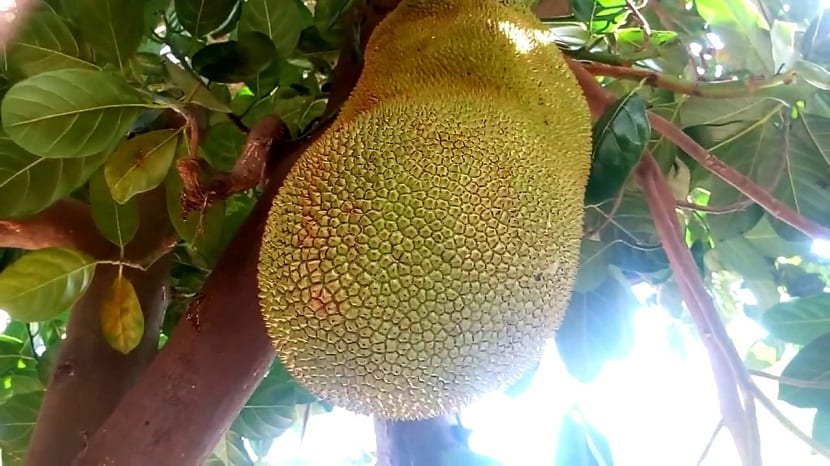 en jackfrukt på treet som har helbredende egenskaper