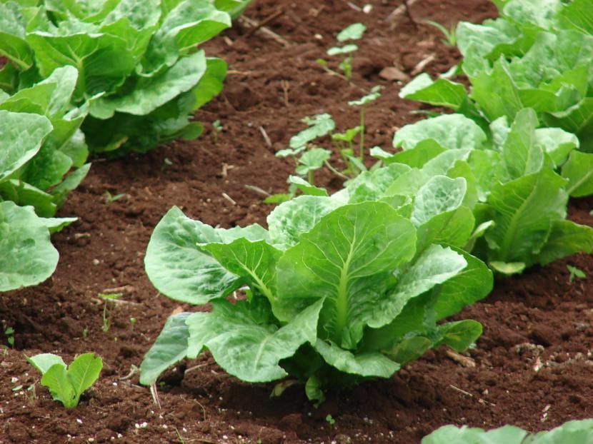 Salat er en plante som er veldig lett å dyrke for barn