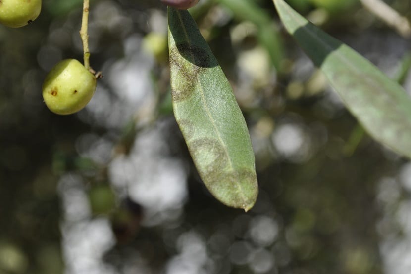 Repiloen er den alvorligste sykdommen som et oliventre kan presentere