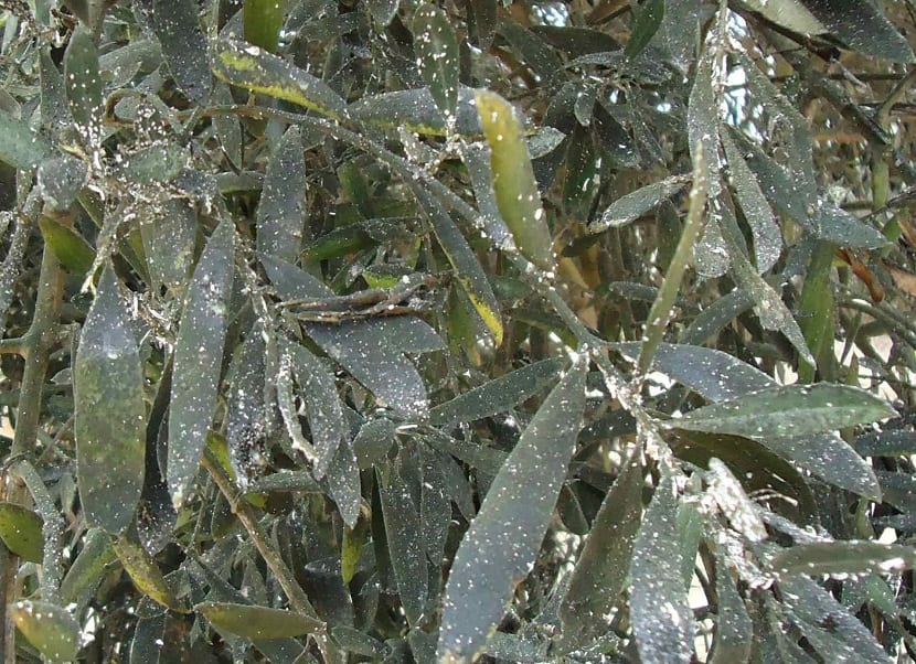 Oliven verticillose