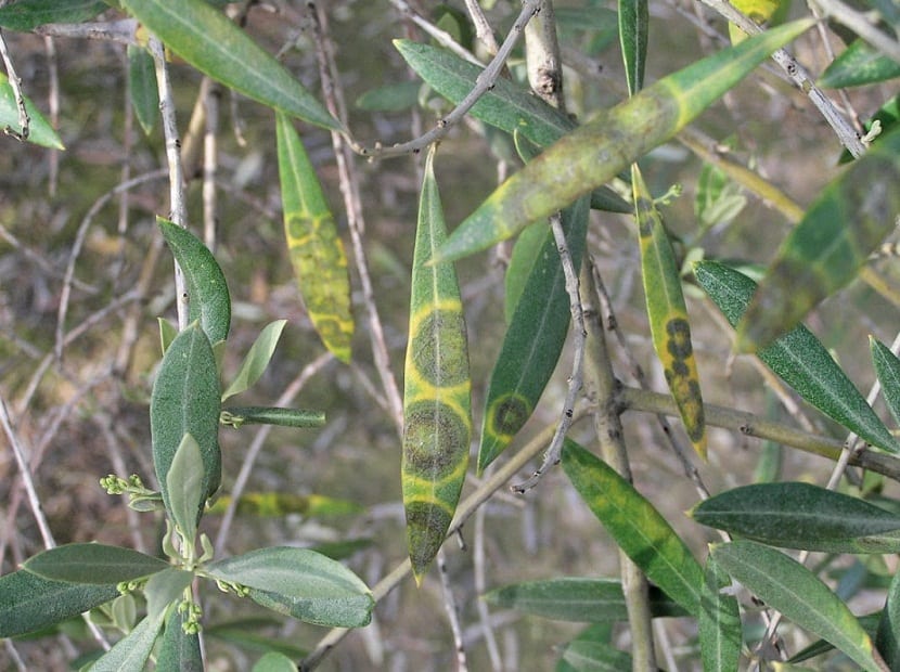 forårsaker utseendet på sirkulære brune flekker på undersiden av olivenfrukten