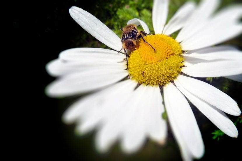 Bi som pollinerer en tusenfryd