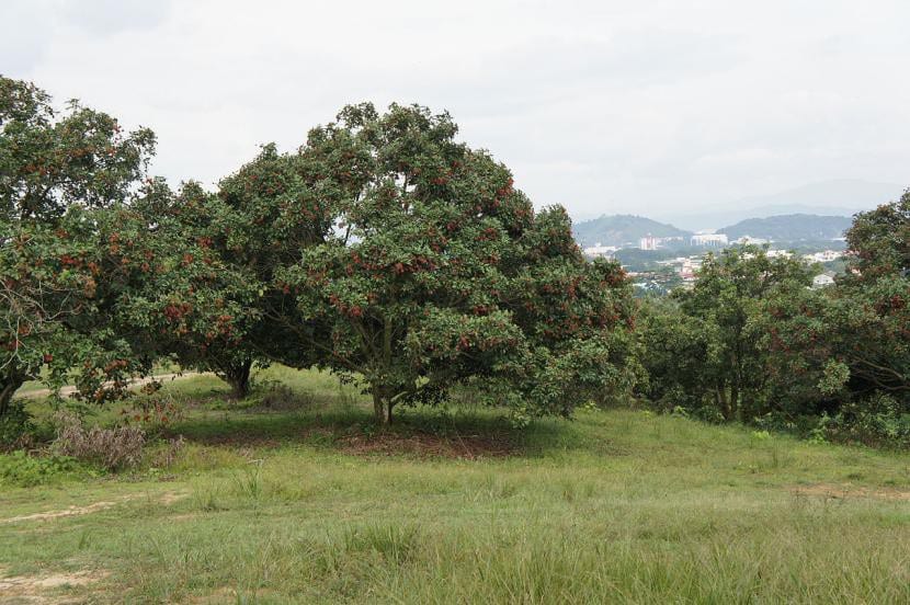 Nephelium lappaceum, utsikt over treet