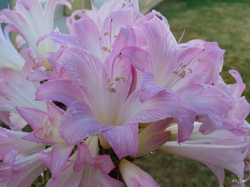 Amarillys belladonna eller Pink Lily