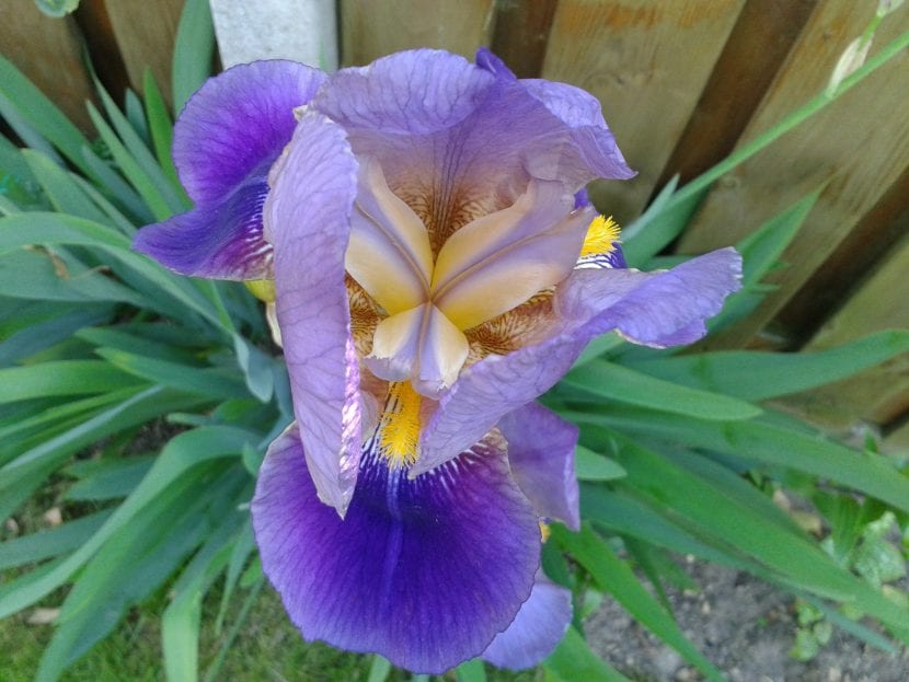 Blomstene på iris germanica er lilla og veldig pene