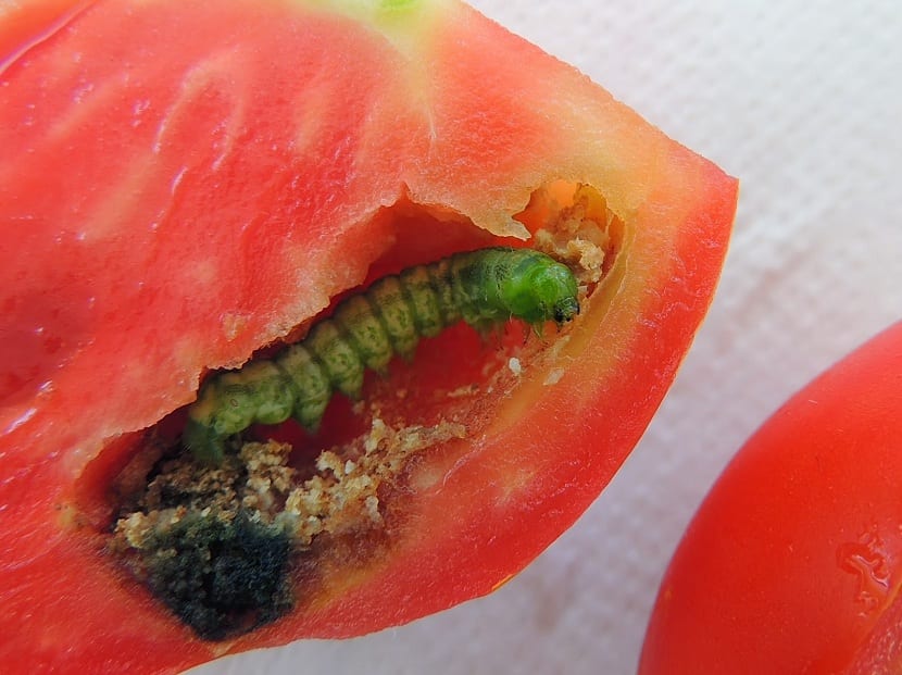 sommerfugl larver på tomater