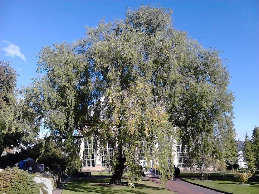 Ulmus pumila eller sibirsk alm er et løvtre, veldig motstandsdyktig mot kulde