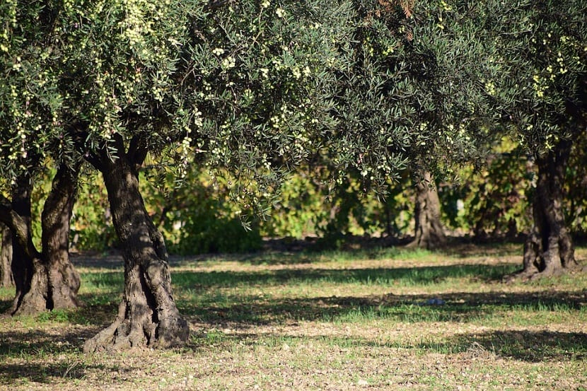 lage et oliventransplantat
