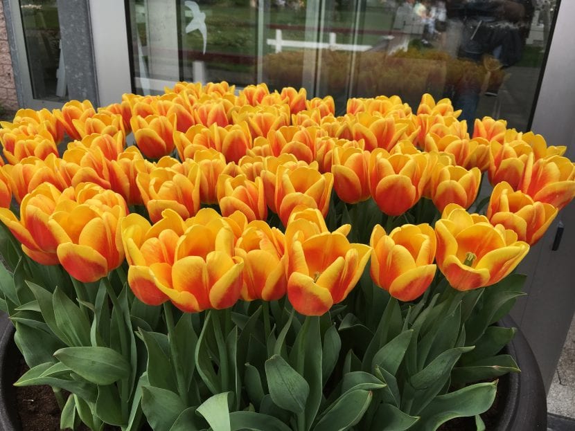 Oransje blomster tulipaner