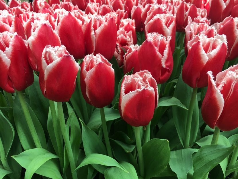 Røde blomster tulipaner