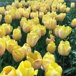 Løkformede gule tulipanplanter