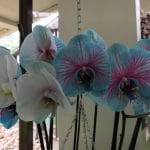 Blå og hvite orkideer