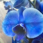 Blå blomst phalaenopsis