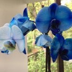 Blåblomst phalaenopsis