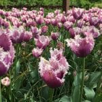 Blomstrende tulipaner